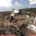 15_15-nest.jpg