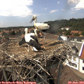 15_20-nest.jpg