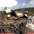 15_30-nest.jpg