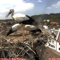 15_35-nest.jpg