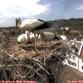 15_40-nest.jpg