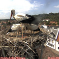 15_45-nest.jpg