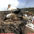 15_50-nest.jpg