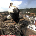 15_55-nest.jpg