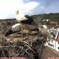 16_00-nest.jpg