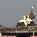16_05-mast.jpg