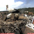 16_05-nest.jpg