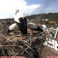 16_10-nest.jpg