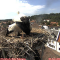 16_15-nest.jpg