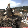 16_20-nest.jpg
