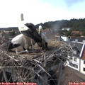 16_25-nest.jpg