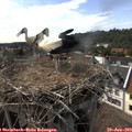 16_30-nest.jpg