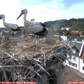 16_35-nest.jpg