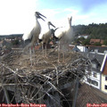 16_40-nest.jpg