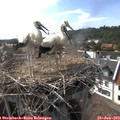 16_45-nest.jpg