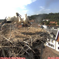 16_50-nest.jpg