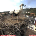 16_55-nest.jpg