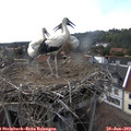 17_00-nest.jpg