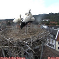 17_05-nest.jpg