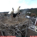 17_10-nest.jpg