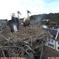 17_15-nest.jpg