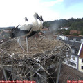 17_20-nest.jpg