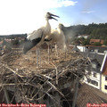 17_25-nest.jpg
