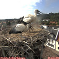 17_30-nest.jpg