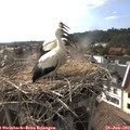17_35-nest.jpg