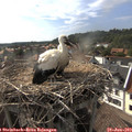17_40-nest.jpg