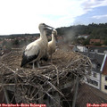 17_45-nest.jpg