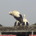 17_50-mast.jpg
