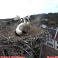 17_50-nest.jpg