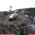 17_55-nest.jpg