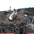 18_00-nest.jpg