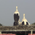 18_05-mast.jpg