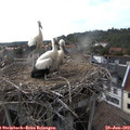 18_05-nest.jpg