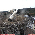 18_10-nest.jpg