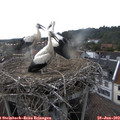 18_15-nest.jpg