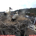 18_20-nest.jpg