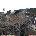 18_25-nest.jpg
