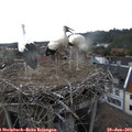 18_30-nest.jpg