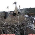 18_35-nest.jpg