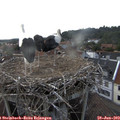 18_40-nest.jpg