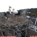 18_45-nest.jpg