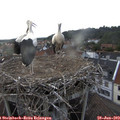 18_50-nest.jpg
