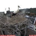 18_55-nest.jpg