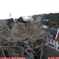 19_00-nest.jpg