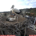 19_05-nest.jpg