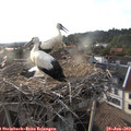 19_10-nest.jpg